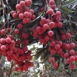 Lychee Rhapsody, Dongguan, Guangdong