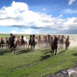 Hulunbuir Grassland