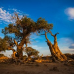 A tree that stands there for 3,000 years