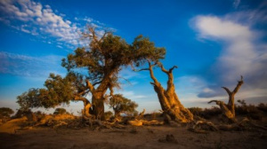 Populus Tree