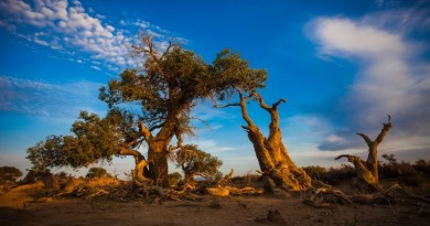 Populus Tree